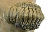 Curled Crotalocephalina Trilobite - Atchana, Morocco #275261-3